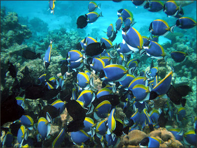 20120521-schooling fishMaldives_Surgeonfish_Acanthurus_leucosternon.jpg
